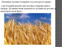 Пшениця, посіяна в напрямі схід-захід росте краще і дає більший врожай, ніж п...