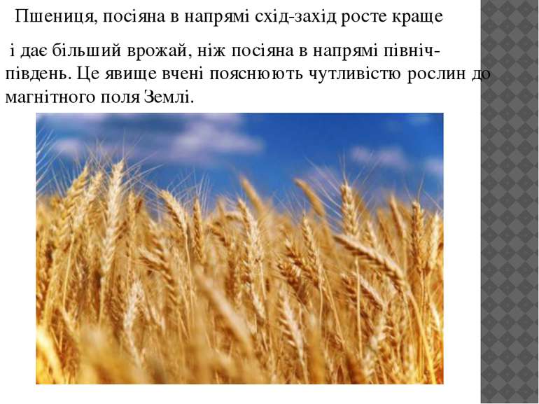 Пшениця, посіяна в напрямі схід-захід росте краще і дає більший врожай, ніж п...