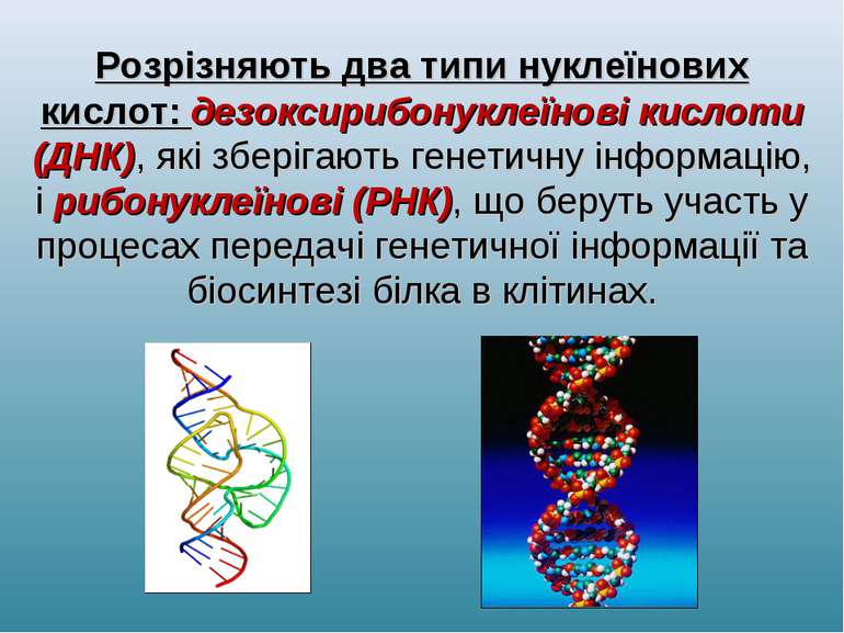 Розрізняють два типи нуклеїнових кислот: дезоксирибонуклеїнові кислоти (ДНК),...