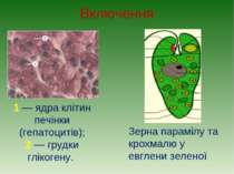 Включення 1 — ядра клітин печінки (гепатоцитів); 2 — грудки глікогену. Зерна ...