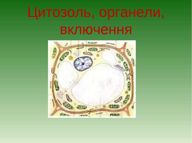 Цитозоль, органели, включення