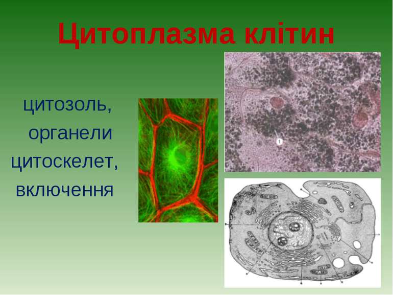 Цитоплазма клітин цитозоль, органели цитоскелет, включення