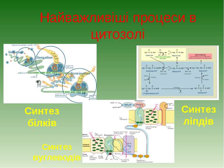 Найважливіші процеси в цитозолі Синтез ліпдів Синтез білків Синтез вуглеводів