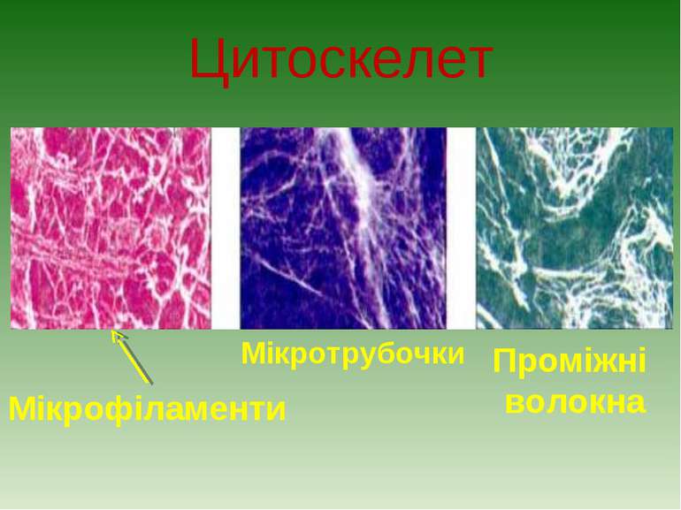 Цитоскелет Мікрофіламенти Мікротрубочки Проміжні волокна