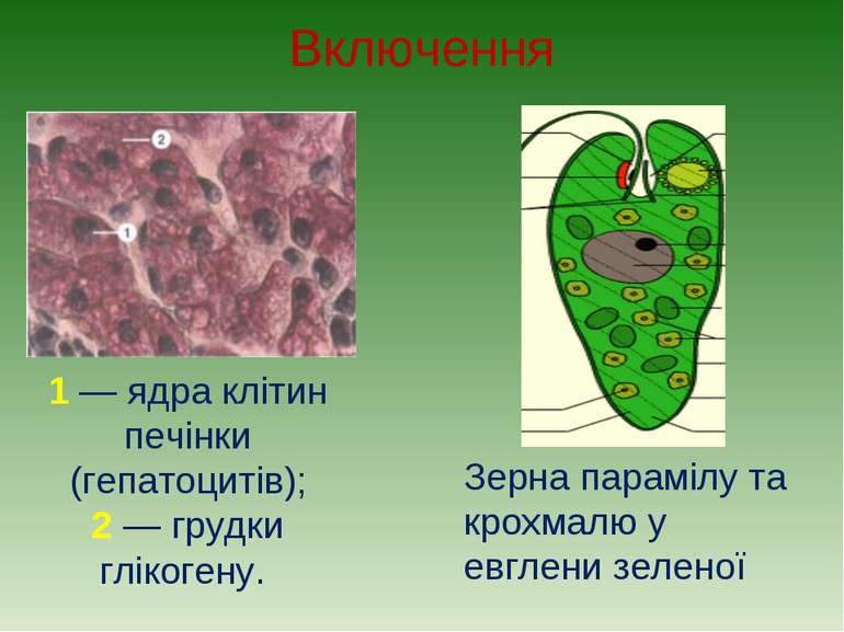 Включення 1 — ядра клітин печінки (гепатоцитів); 2 — грудки глікогену. Зерна ...