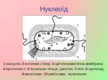 Нуклеоїд 1-капсула; 2-клітинна стінка; 3-цитоплазматична мембрана; 4-протопла...
