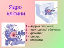 Ядро клітини 1 – ядерна оболонка; 2 - пори ядерної оболонки; 3 - хроматин; 4 ...