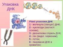Упаковка ДНК Рівні упаковки ДНК 1 - молекула (ланцюг) ДНК; 2 - нуклеоіди (азо...
