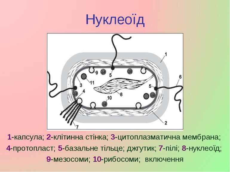 Нуклеоїд 1-капсула; 2-клітинна стінка; 3-цитоплазматична мембрана; 4-протопла...