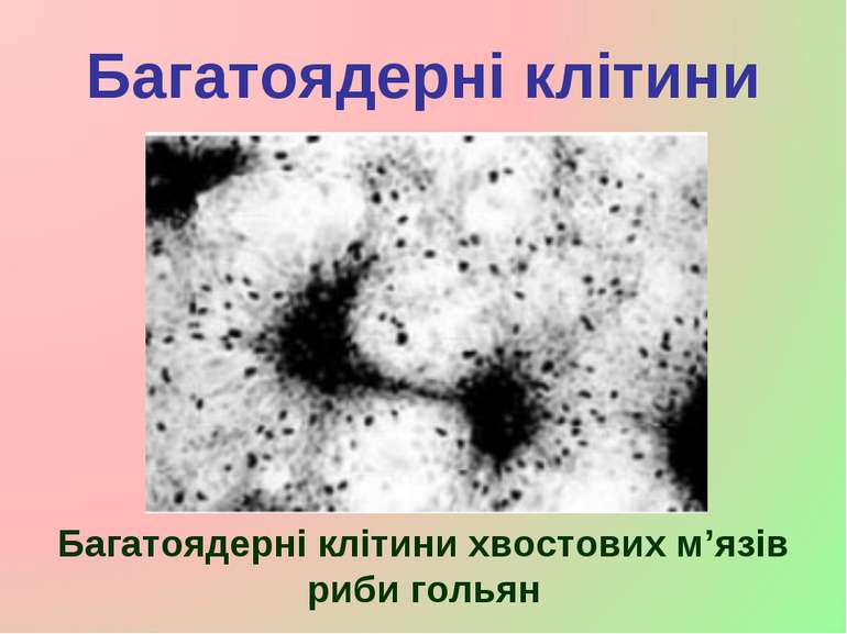 Багатоядерні клітини Багатоядерні клітини хвостових м’язів риби гольян