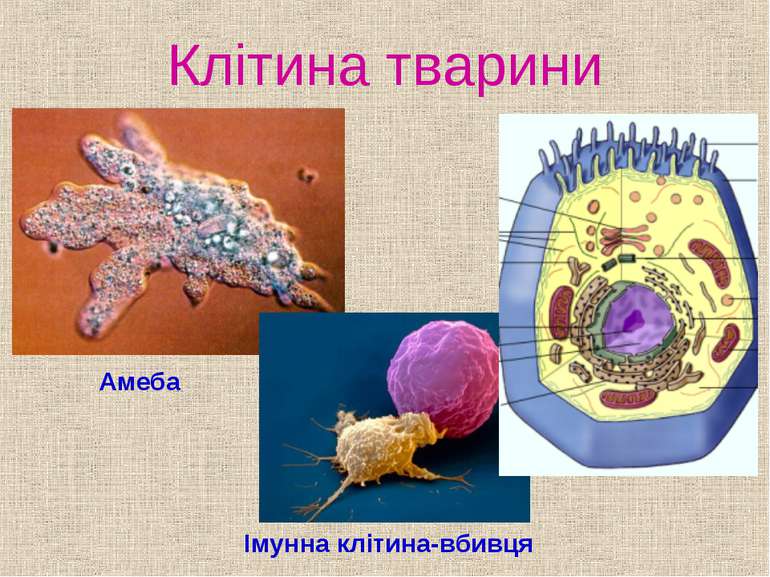 Клітина тварини Амеба Імунна клітина-вбивця