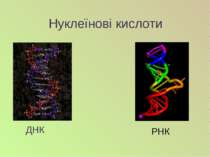 Нуклеїнові кислоти ДНК РНК