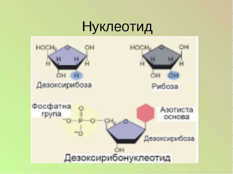 В состав нуклеотида входит азотистое основание