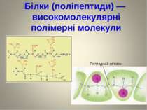 Білки (поліпептиди) — високомолекулярні полімерні молекули Пептидний зв’язок