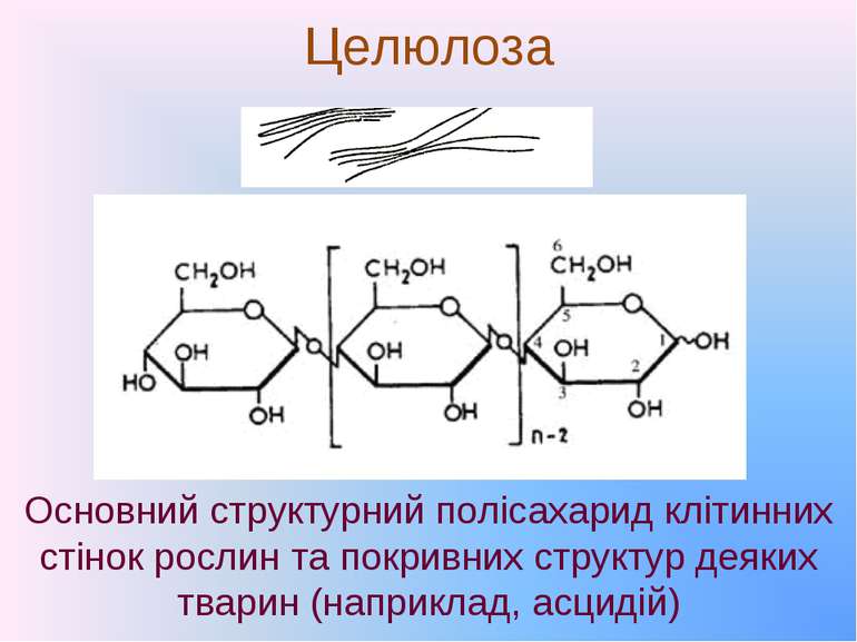 Целюлоза Основний структурний полісахарид клітинних стінок рослин та покривни...