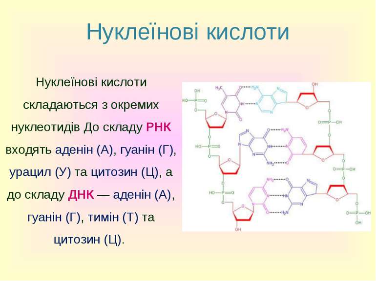 Нуклеїнові кислоти Нуклеїнові кислоти складаються з окремих нуклеотидів До ск...