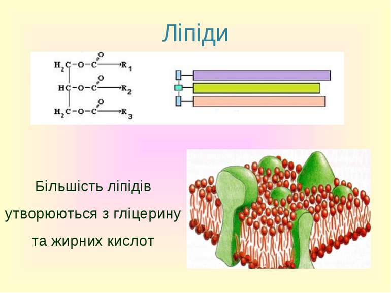 Ліпіди Більшість ліпідів утворюються з гліцерину та жирних кислот