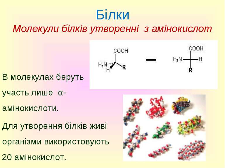 Білки Молекули білків утворенні з амінокислот В молекулах беруть участь лише ...