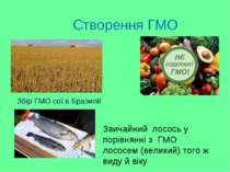 Створення ГМО Збір ГМО сої в Бразилії Звичайний  лосось у порівнянні з  ГМО л...