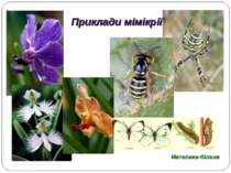 Метелики-білани Приклади мімікрії