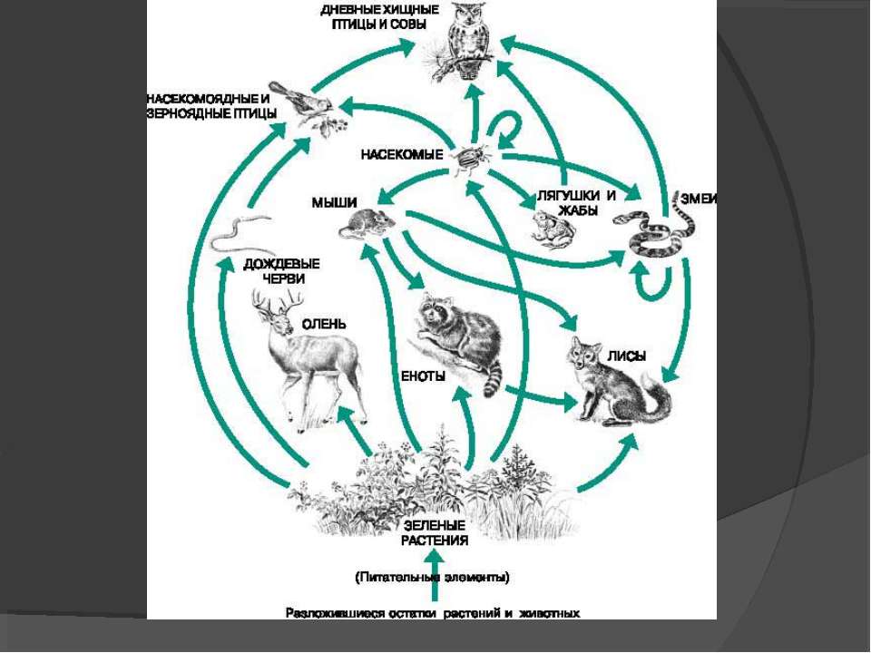 Круговорот оленей. Круговорот веществ в пищевой цепи. Цепь питания с круговоротом веществ. Пищевые связи в экосистеме тайги. Пищевая сеть тайги.