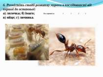 6. Розмістіть стадії розвитку мурахи в послідовності від першої до останньої:...