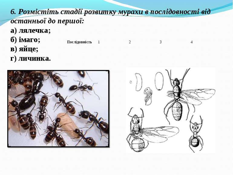 6. Розмістіть стадії розвитку мурахи в послідовності від останньої до першої:...