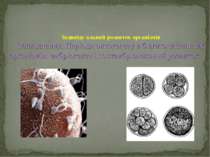 Запліднення. Періоди онтогенезу в б агатоклітинн их організмів: ембріогенез і...