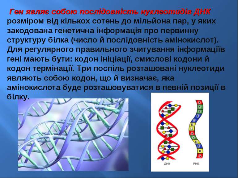 Ген являє собою послідовність нуклеотидів ДНК розміром від кількох сотень до ...