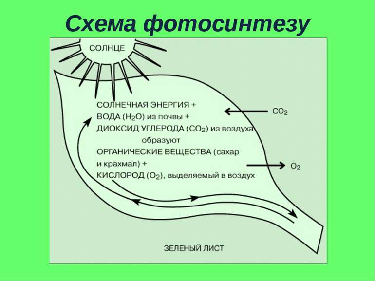 Схема фотосинтезу