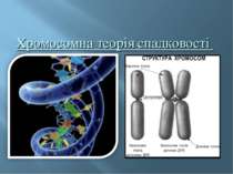 Хромосомна теорія спадковості