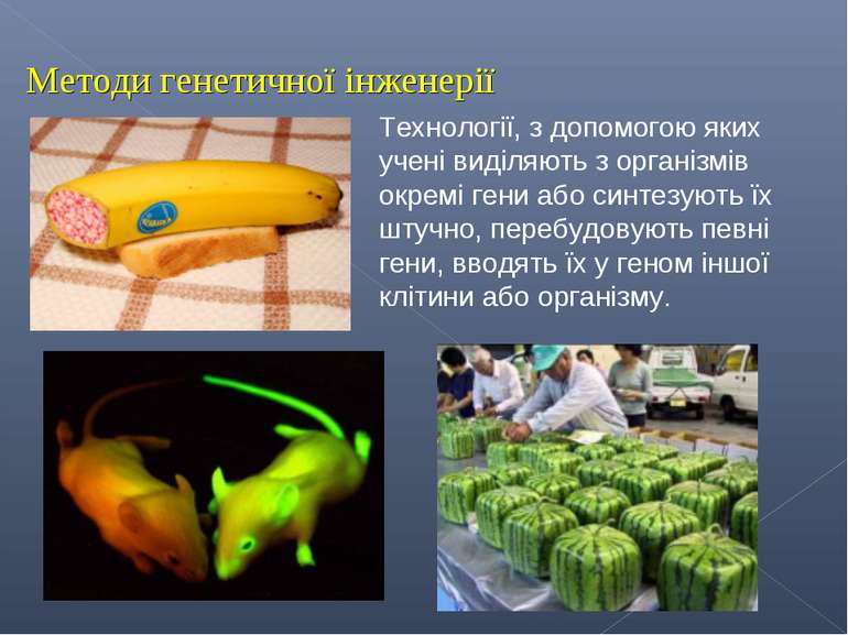 Методи генетичної інженерії Технології, з допомогою яких учені виділяють з ор...