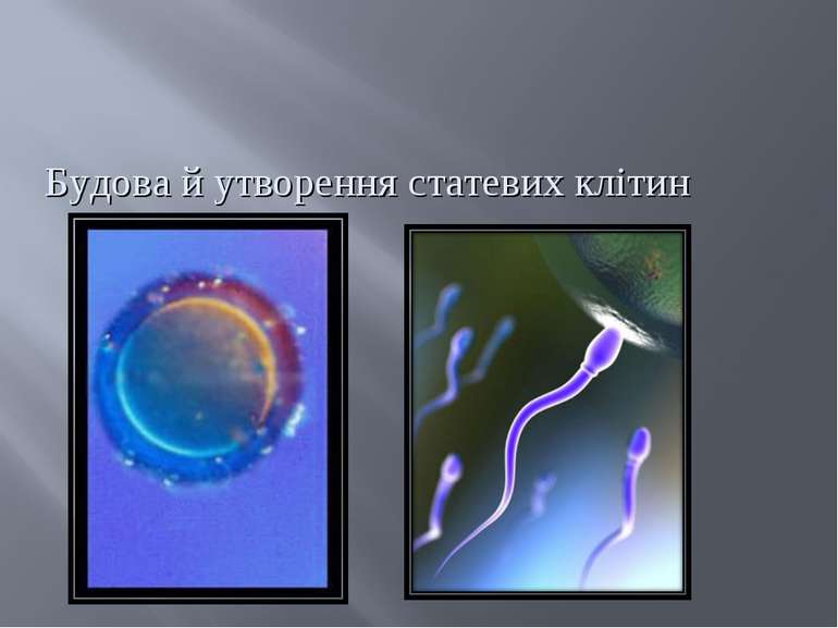 Будова й утворення статевих клітин