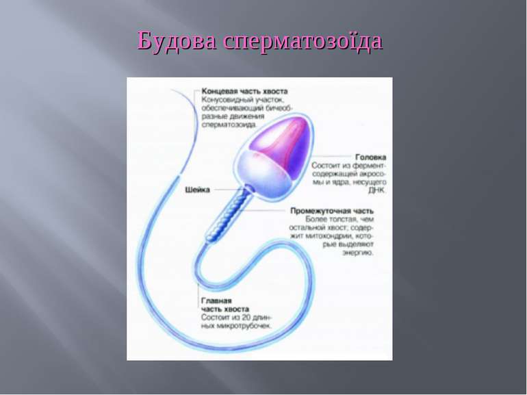Будова сперматозоїда