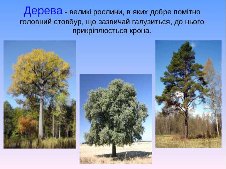 Дерева - великі рослини, в яких добре помітно головний стовбур, що зазвичай г...