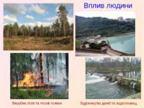 Вплив людини Вирубка лісів та лісові пожежі Будівництво дамб та водосховищ