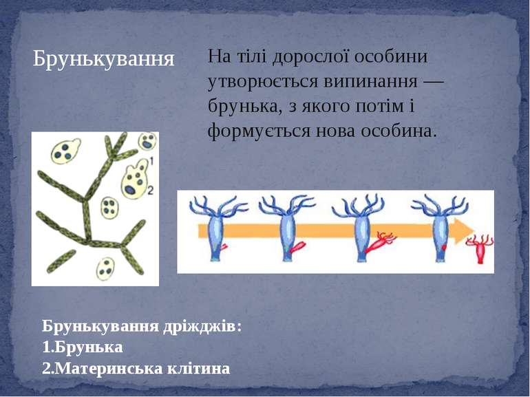 На тілі дорослої особини утворюється випинання — брунька, з якого потім і фор...