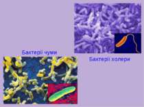 Бактерії холери Бактерії чуми