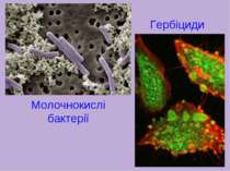 Гербіциди Молочнокислі бактерії