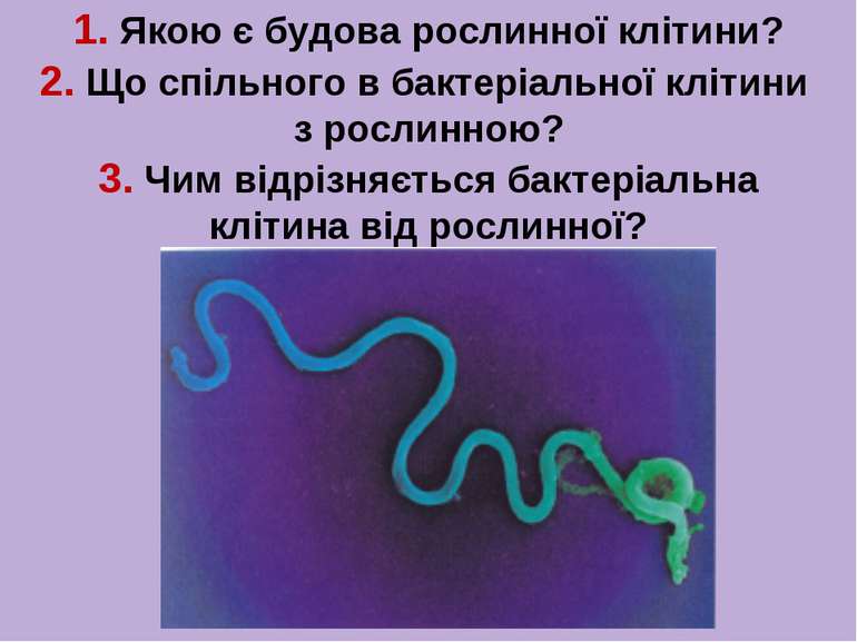 1. Якою є будова рослинної клітини? 2. Що спільного в бактеріальної клітини з...