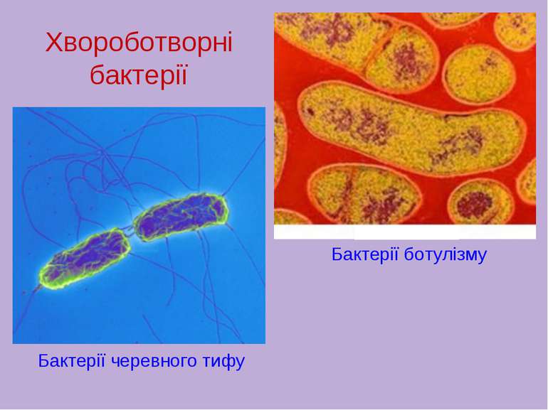 Хвороботворні бактерії Бактерії ботулізму Бактерії черевного тифу