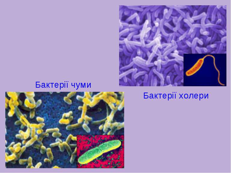 Бактерії холери Бактерії чуми