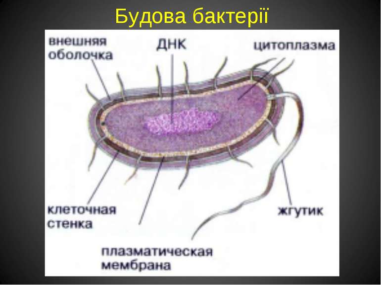 Будова бактерії