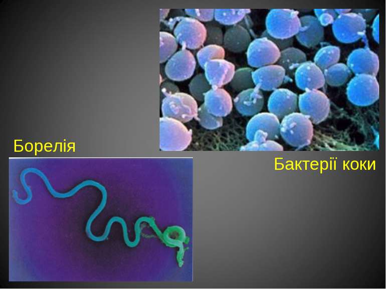 Борелія Бактерії коки