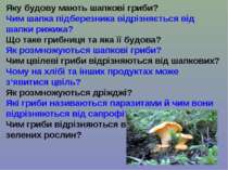 Яку будову мають шапкові гриби? Чим шапка підберезника відрізняється від шапк...