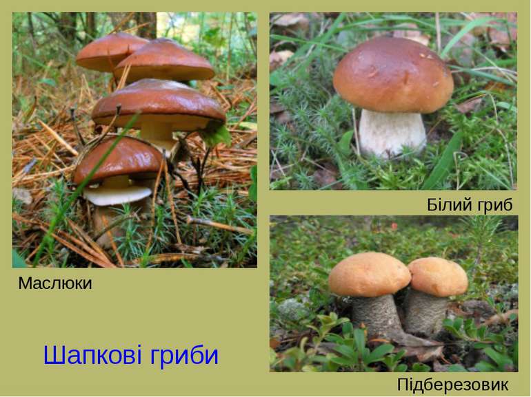 Шапкові гриби Маслюки Білий гриб Підберезовик