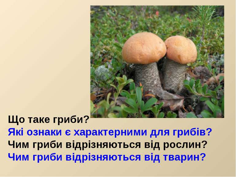 Що таке гриби? Які ознаки є характерними для грибів? Чим гриби відрізняються ...