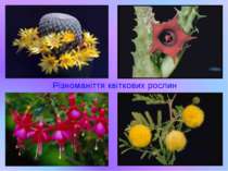 Різноманіття квіткових рослин