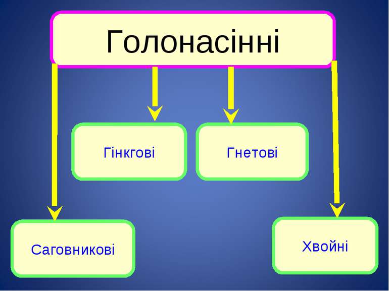 Голонасінні Хвойні Гнетові Гінкгові Саговникові