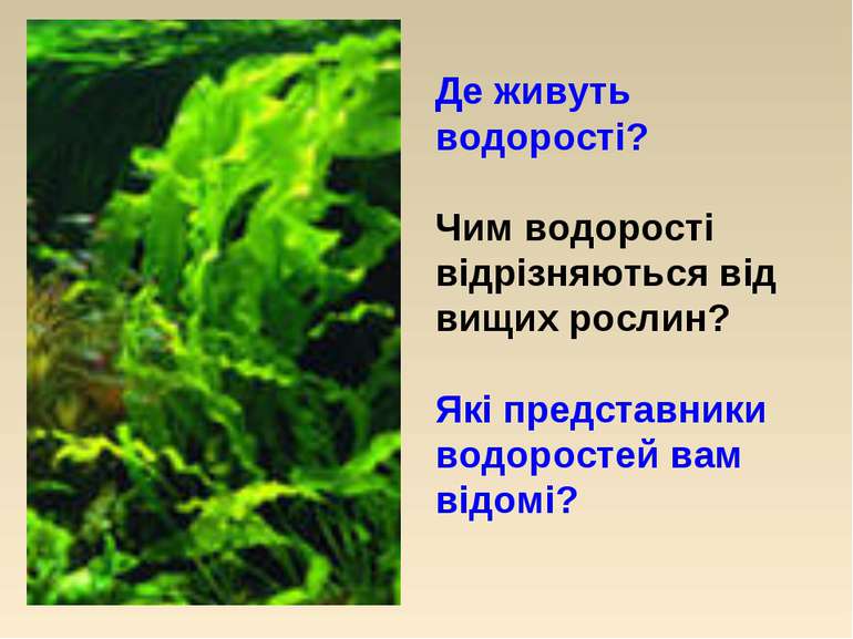 Де живуть водорості? Чим водорості відрізняються від вищих рослин? Які предст...